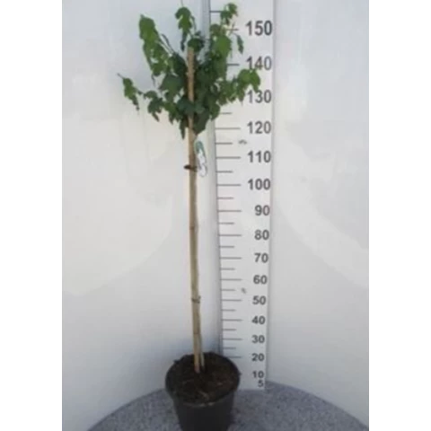 Гибискус Syr Red Heart на штамбе