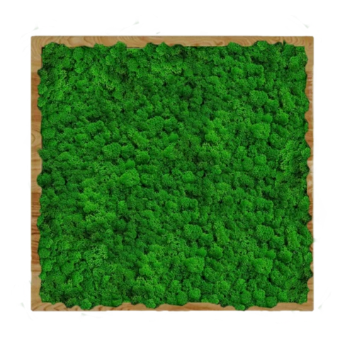 Панно из мха ягель альпийский в раме №1