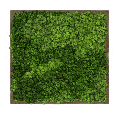 Панно из мха ягель альпийский в раме №3