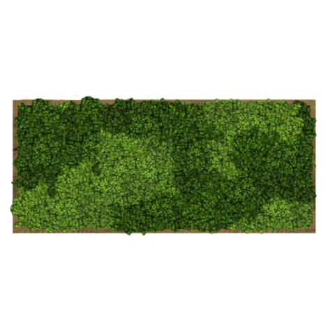 Панно из мха ягель альпийский в раме №4