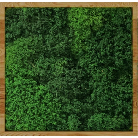 Панно из мха ягель королевский в деревянной раме №5