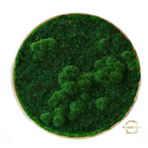 Панно из стабилизированного мха 