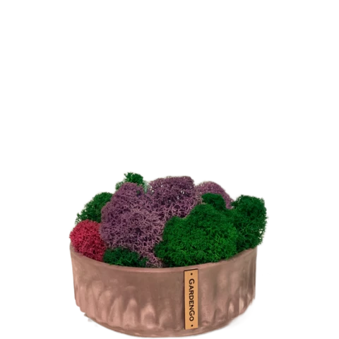 Мох ягель цветной в кашпо