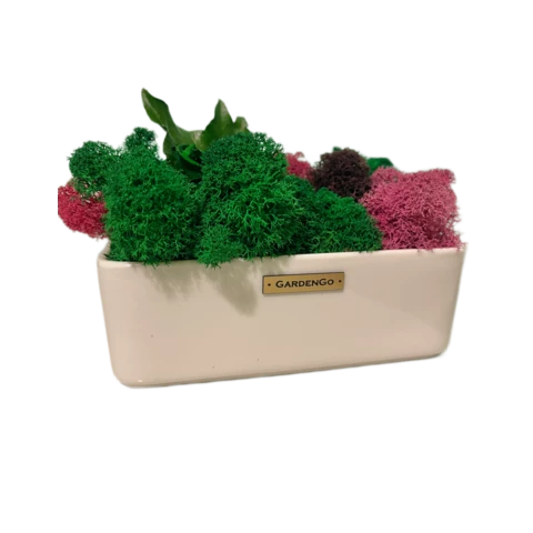 Мох ягель с розами в кашпо