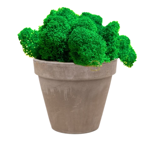 Мох ягель в сером кашпо 15 см