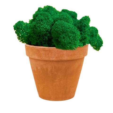 Мох ягель в терракотовом кашпо 15 см