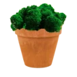 Мох ягель в терракотовом кашпо 15 см