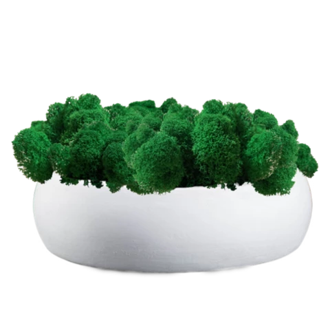 Мох ягель в белом круглом кашпо