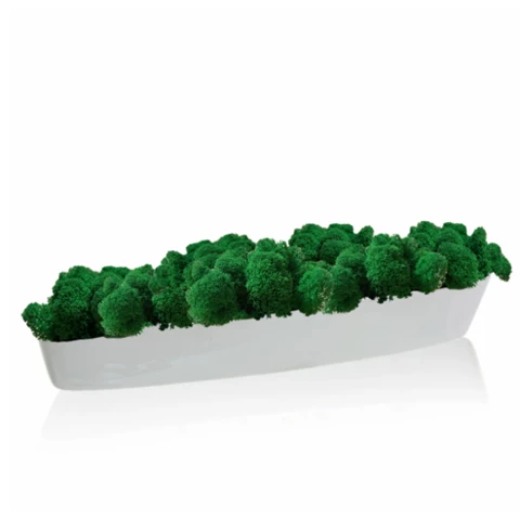 Кашпо настольное лодочка с мхом ягель