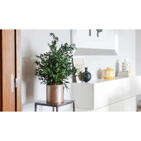 Кашпо настольное со стабилизированным эвкалиптом