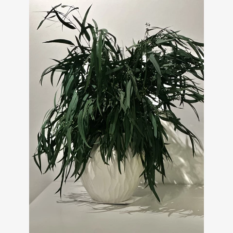 Кашпо со стабилизированным эвкалиптом Николи