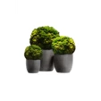 Кашпо с шаром их мха 55 см