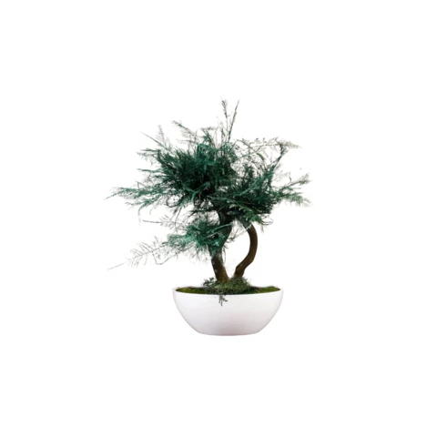 Бонсай Аспарагус 25 см