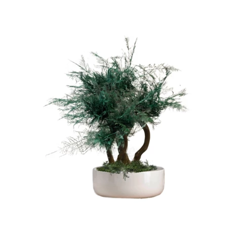 Бонсай Аспарагус 30 см