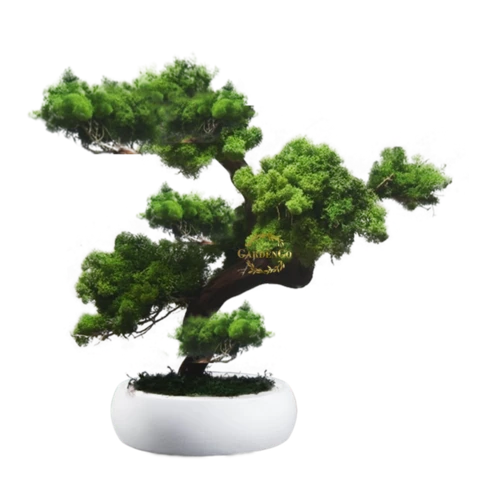 Бонсай Ягеля 27 см