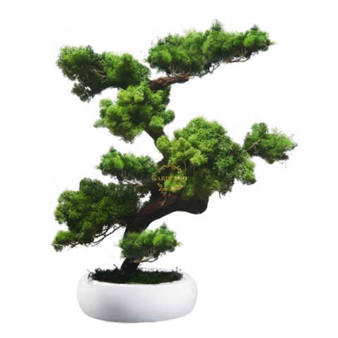 Бонсай Ягеля 35 см