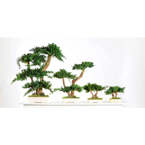 Бонсай Можжевельник 40 см