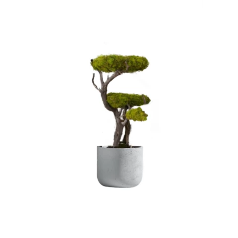 Бонсай стабилизированный 