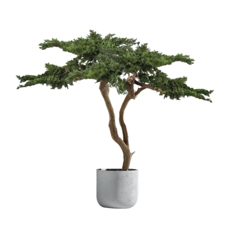 Бонсай стабилизированный 