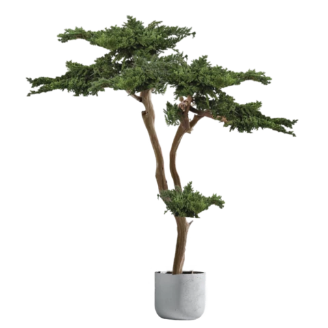 Бонсай стабилизированный 