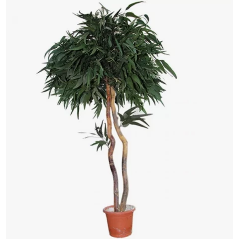 Дерево Тополь стабилизированное В130, №20