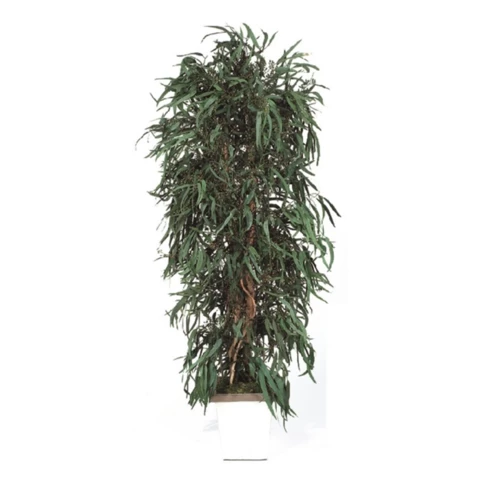 Дерево Тополь стабилизированное В180, №24