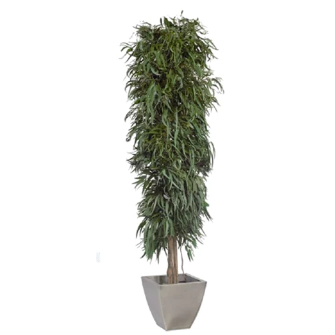 Дерево Тополь стабилизированное В240, №28