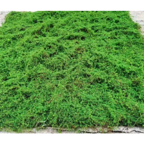 Фитопанель искусственного мха Дизайн№110.5 