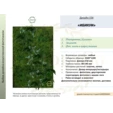 Фитостена искусственная Дизайн №156 