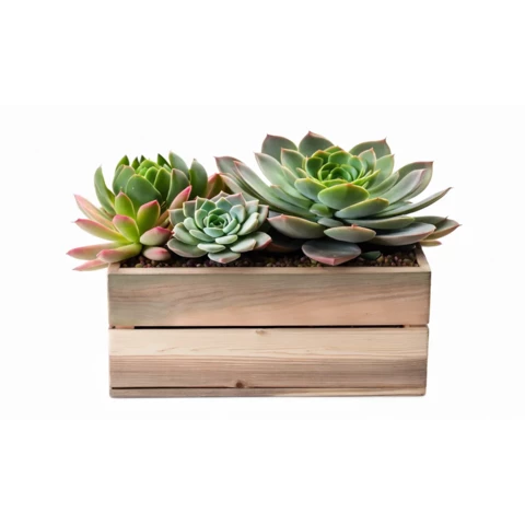 Суккуленты искусственные в кашпо №2, В17*Д30*Ш10