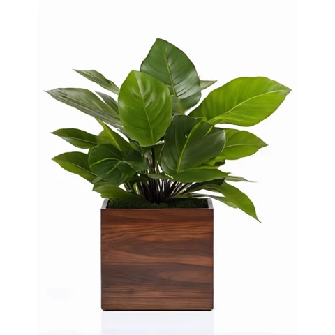 Кашпо с искусственной Алоказией №22, В35*Д15*Ш15