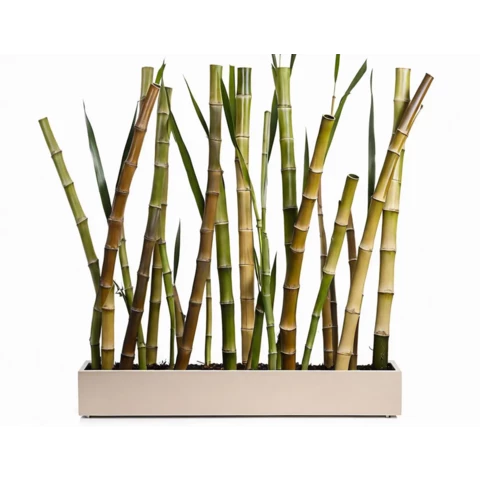 Стволы Бамбука в кашпо №300, В270*Д30*Ш200
