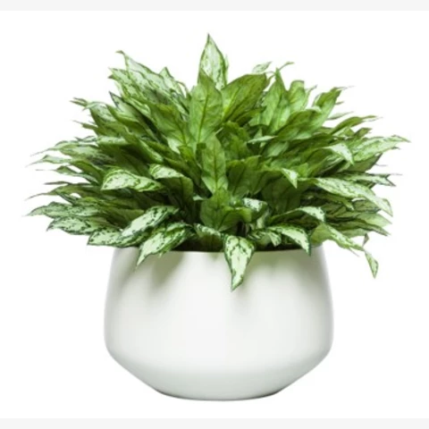 Аглаонема искусственная в кашпо, В 75