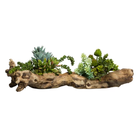 Микс суккулентов в дереве, Д43* Ш 16* В18