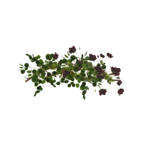 Композиция искусственными растениями. Дизайн № 225
АЛЬМАНСОР РОССО, Д100, В55 см