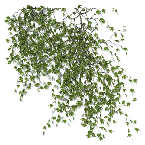 Имитация кроны дерева. Плющ, Д100 Ш100