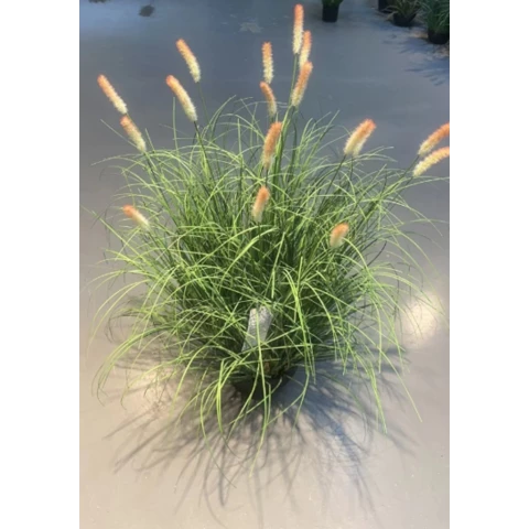 Лисохвост 100 см