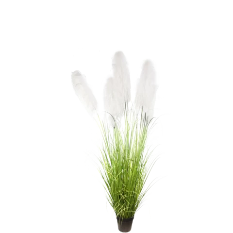 Пампасная трава 180 см