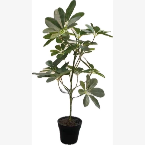 Шеффлера 45 см