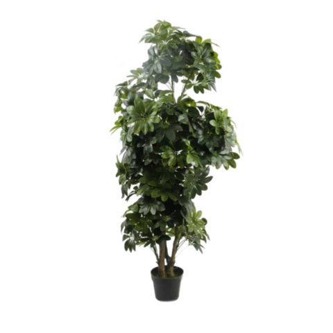 Шеффлера 140 см