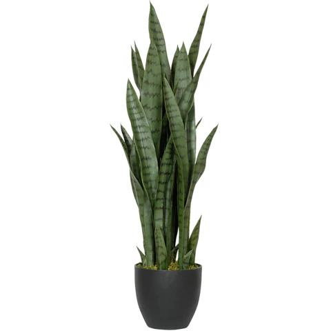 Сансевиерия 60 см