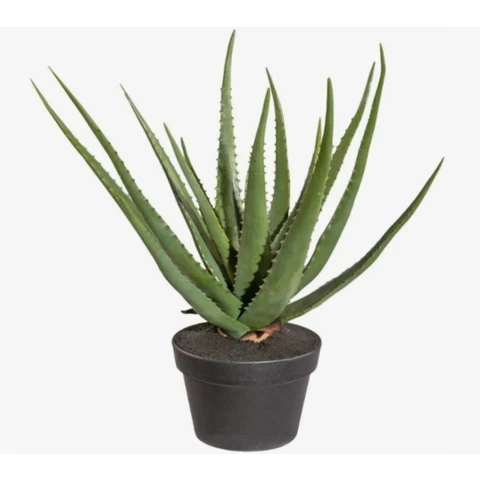 Алоэ Вера 45 см