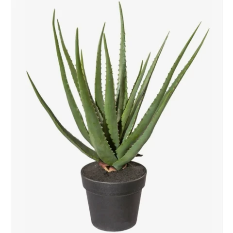 Алоэ Вера 53 см