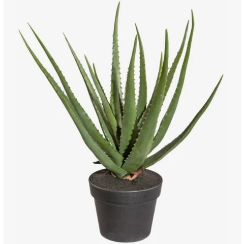 Алоэ Вера 65 см