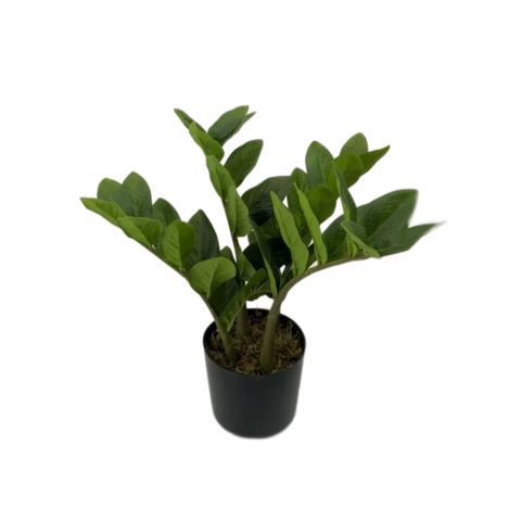 Замиокулькас 34 см