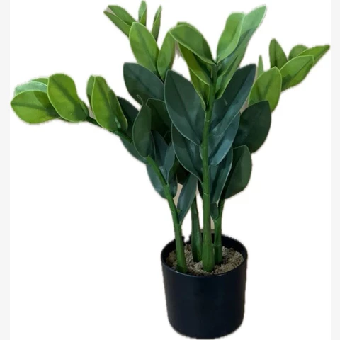 Замиокулькас 50 см