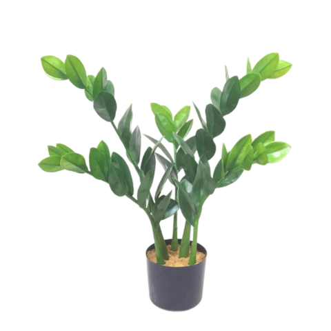 Замиокулькас 65 см