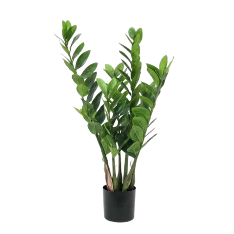 Замиокулькас 90 см