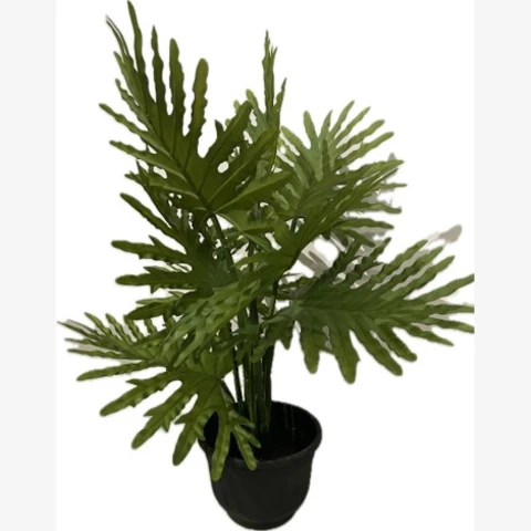 Филодендрон 70 см