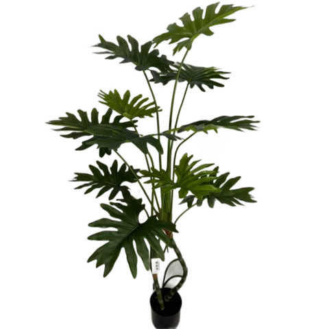 Филодендрон 160 см